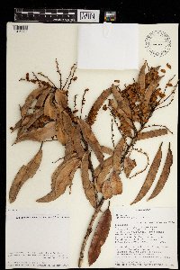 Image of Agauria polyphylla