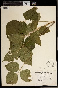 Toxicodendron rydbergii image