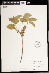 Toxicodendron rydbergii image