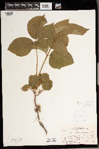 Toxicodendron rydbergii image