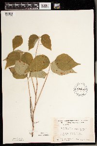 Toxicodendron rydbergii image