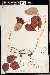Toxicodendron rydbergii image
