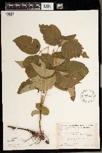 Toxicodendron rydbergii image