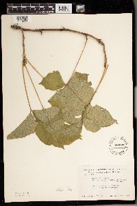 Toxicodendron rydbergii image