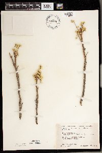 Toxicodendron rydbergii image