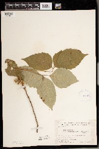 Toxicodendron rydbergii image