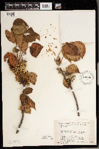 Toxicodendron rydbergii image