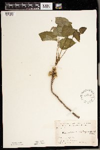 Toxicodendron rydbergii image