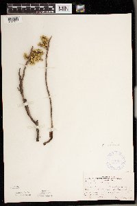 Toxicodendron rydbergii image
