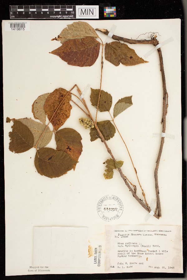 Toxicodendron rydbergii image