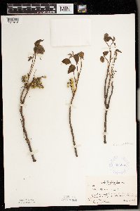 Toxicodendron rydbergii image