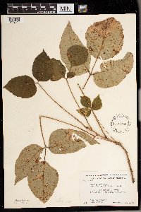 Toxicodendron rydbergii image