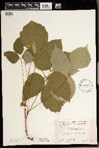 Toxicodendron rydbergii image