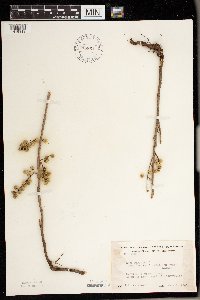 Toxicodendron rydbergii image