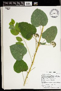 Smilax lasioneura image