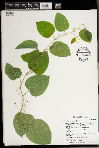 Smilax lasioneura image
