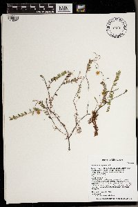 Vaccinium oxycoccos image