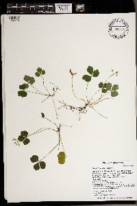 Coptis trifolia image