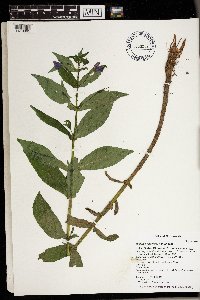 Mimulus ringens var. ringens image