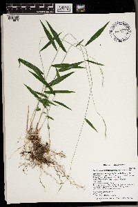 Brachyelytrum aristosum image