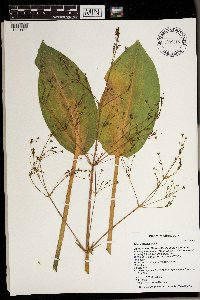 Alisma triviale image