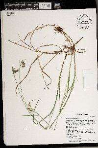 Carex magellanica image