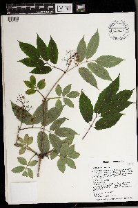 Sambucus racemosa image