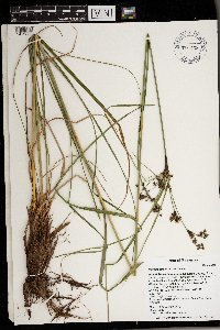 Scirpus atrovirens image