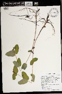 Triadenum fraseri image