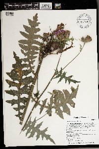 Cirsium muticum image