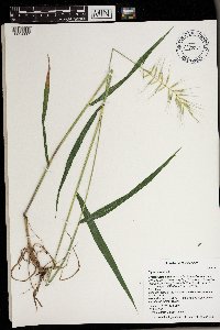Elymus hystrix image
