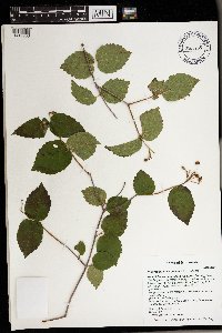 Viburnum rafinesquianum image