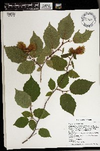 Corylus americana image