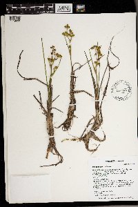 Scheuchzeria palustris image
