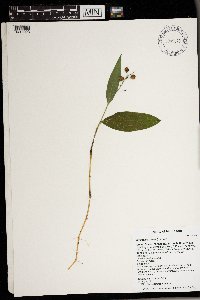 Maianthemum trifolium image