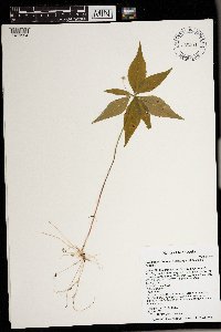 Lysimachia borealis image