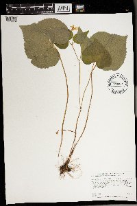 Viola rugulosa image