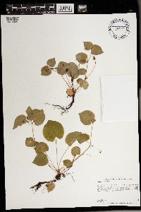 Viola labradorica image