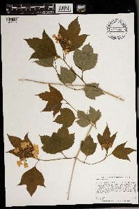 Viburnum opulus var. americanum image