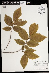 Image Associated With the Occurrence