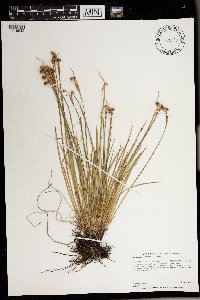 Sisyrinchium campestre image