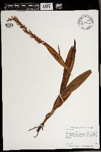 Media resource of Platanthera hyperborea