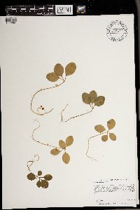Polygaloides paucifolia image