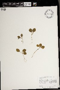 Polygaloides paucifolia image