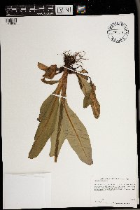 Micranthes pensylvanica image