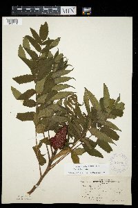 Rhus typhina image