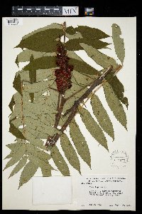 Rhus typhina image