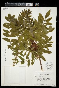 Rhus typhina image