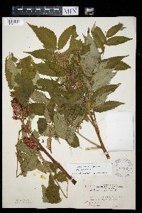 Rhus typhina image
