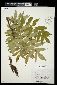 Rhus typhina image
